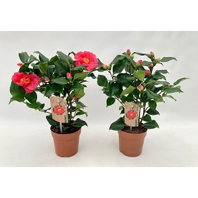 Camelia pot 13 cm