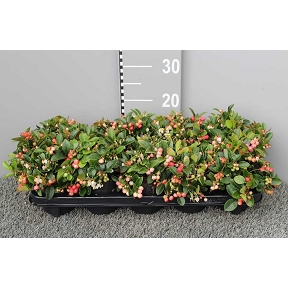 Gaultheria pot 11 cm