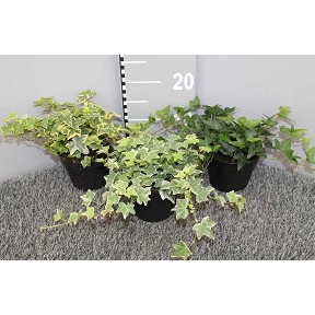 Hedera pot 13 cm