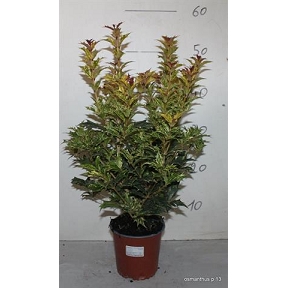 Osmanthus pot 13 cm