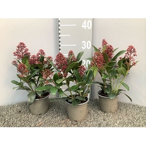 Skimmia pot 11 cm