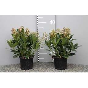 Skimmia pot 13 cm