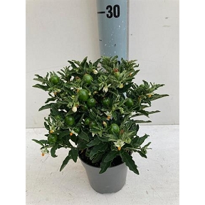 Solanum pot 10.5 cm