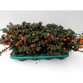 Solanum ballon pot 13 cm