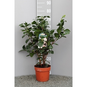 Camelia pot 19 cm