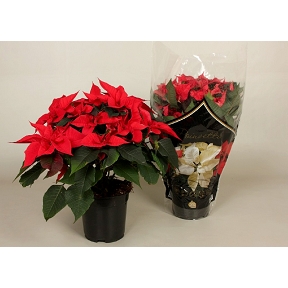 POINSETTIA DE PAYS POT 17 CM