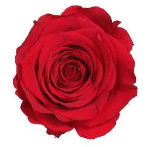 Rose stabilisee rouge (x6)