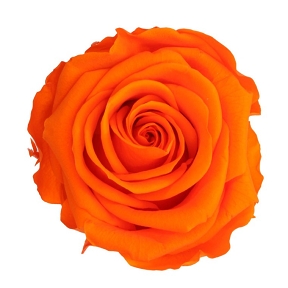 Rose stabilisee orange (x6)