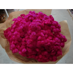 Immortelle du var fuchsia 100 grs