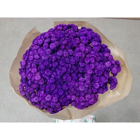 Immortelle du var violet 100 grs