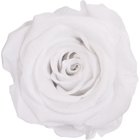 Rose stabilisee blanc (x6)