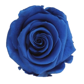 Rose stabilisee bleu (x6)