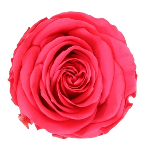 Rose stabilisee rose fonce (x6)