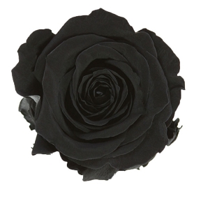 Rose stabilisee noire  (x6)