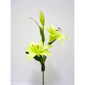 Tiger lily lime 47 cm (x12)