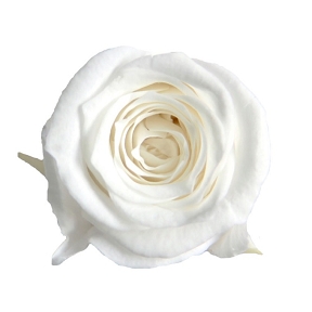 Rose stabilisee princesse blanc (x16)  