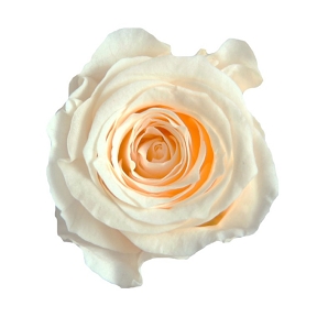 Rose stabilisee princesse champagne (x16)  