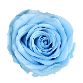 Rose stabilisee bleu ciel (x6)  