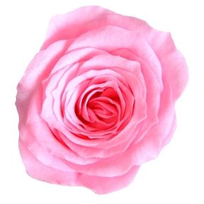 Rose stabilisee princesse rose ( x 16 )