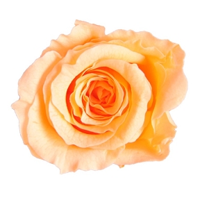 Rose stabilisee princesse peche ( x 16 )