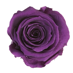 Rose stabilisee tige amorosa  violet  