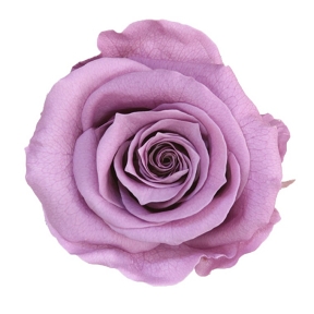 Rose stabilisee tige amorosa lilas