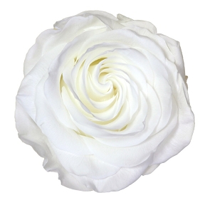 Rose stabilisee premium blanche x 4