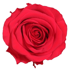 Rose stabilisee premium rouge x 4