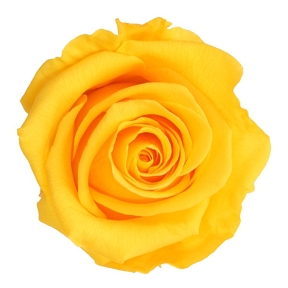 Rose stabilisee tige amorosa  jaune  