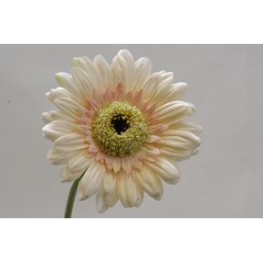 Gerbera 