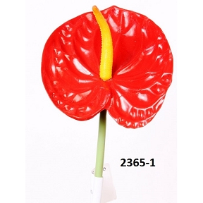 Anthurium rouge