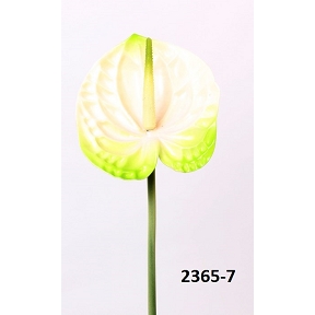 Anthurium creme-vert