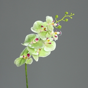 Phalaenopsis vert 83cm