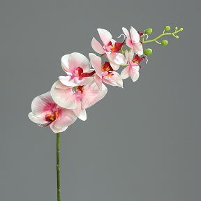 PHALAENOPSIS ROSE - CREME 83 CM