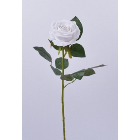 Rose blanche