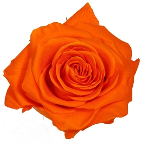 Rose stabilisée premium orange (x 4)