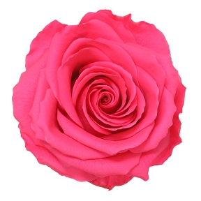 Rose stabilisée premium rose fonce x 4