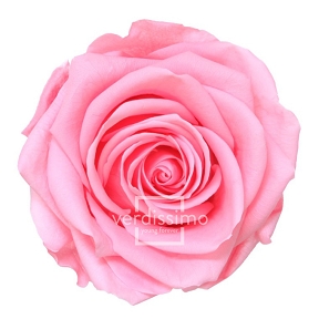 Rose stabilisée premium rose (x4)