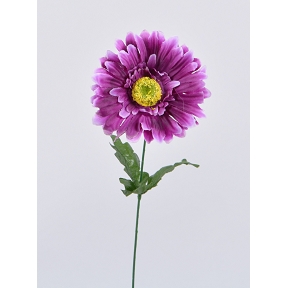 Gerbera lilas