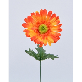 Gerbera orange