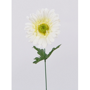 Gerbera crème