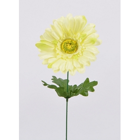 Gerbera crème-vert