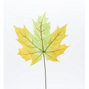 Feuille érable orange jaune