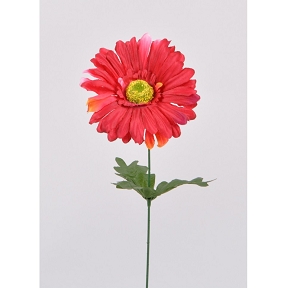 Gerbera rouge