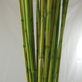 Wild canna vert 100cm 300grs