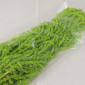 Amaranthus caudatus vert 150 grs