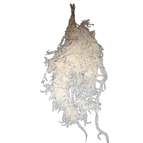 Amaranthus caudatus blanc 150 grs