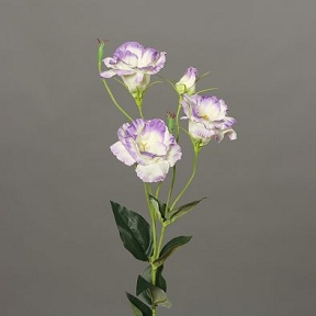 Lysianthus lavande 83 cm