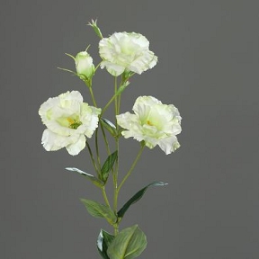 Lysianthus vert-crème 83 cm