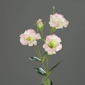 Lysianthus rose-crème 83 cm